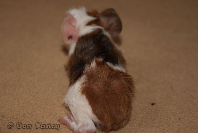 Filippas 5-linger billede 14