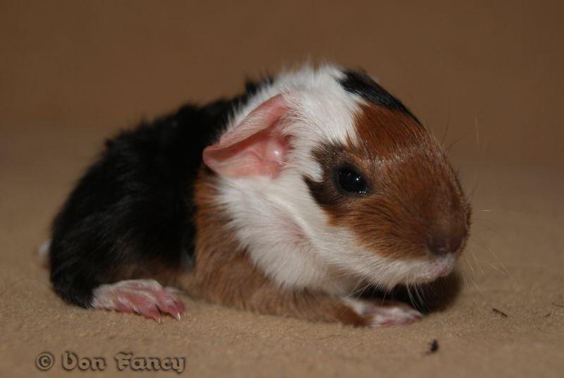 Filippas 5-linger - Sort tan/gylden/hvid hvirvel pige billede 15