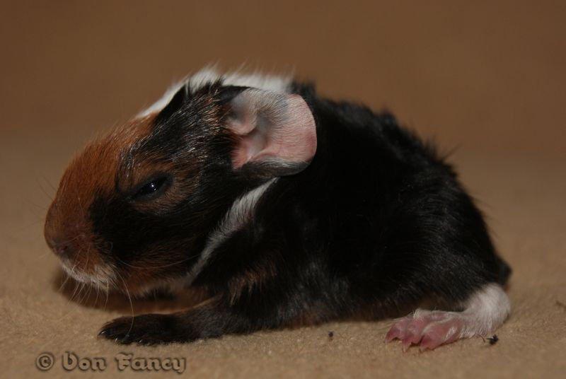 Filippas 5-linger billede 16