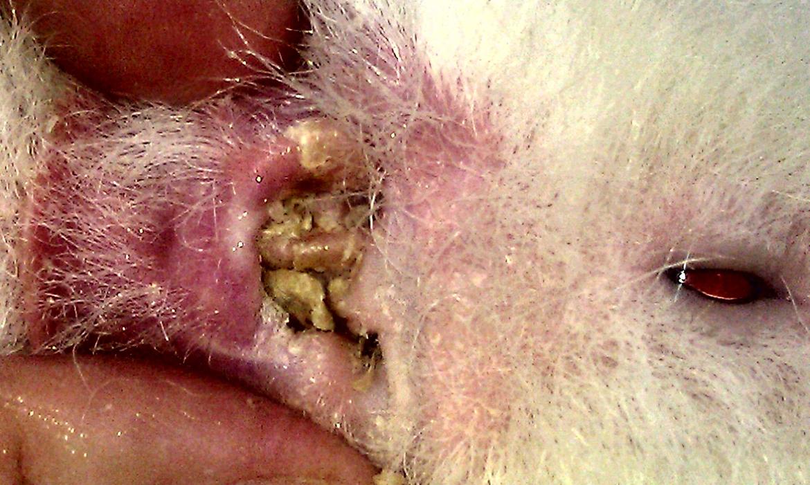 RENSNING AF ØRER HOS TEDDY MARSVIN billede 1