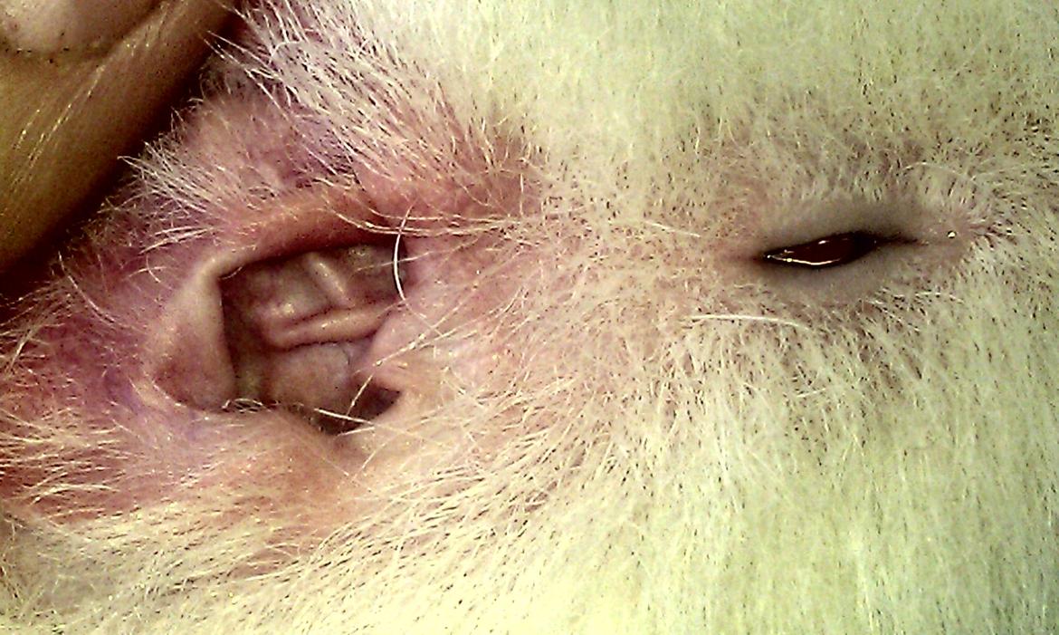 RENSNING AF ØRER HOS TEDDY MARSVIN billede 2