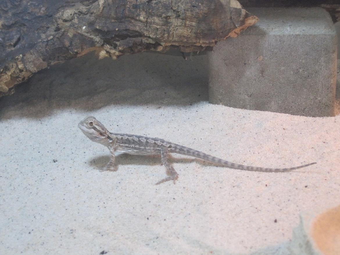 Mine skægagamer - Bæver billede 2