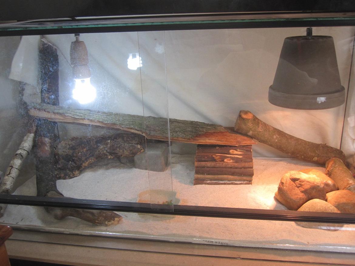 Mine skægagamer billede 4