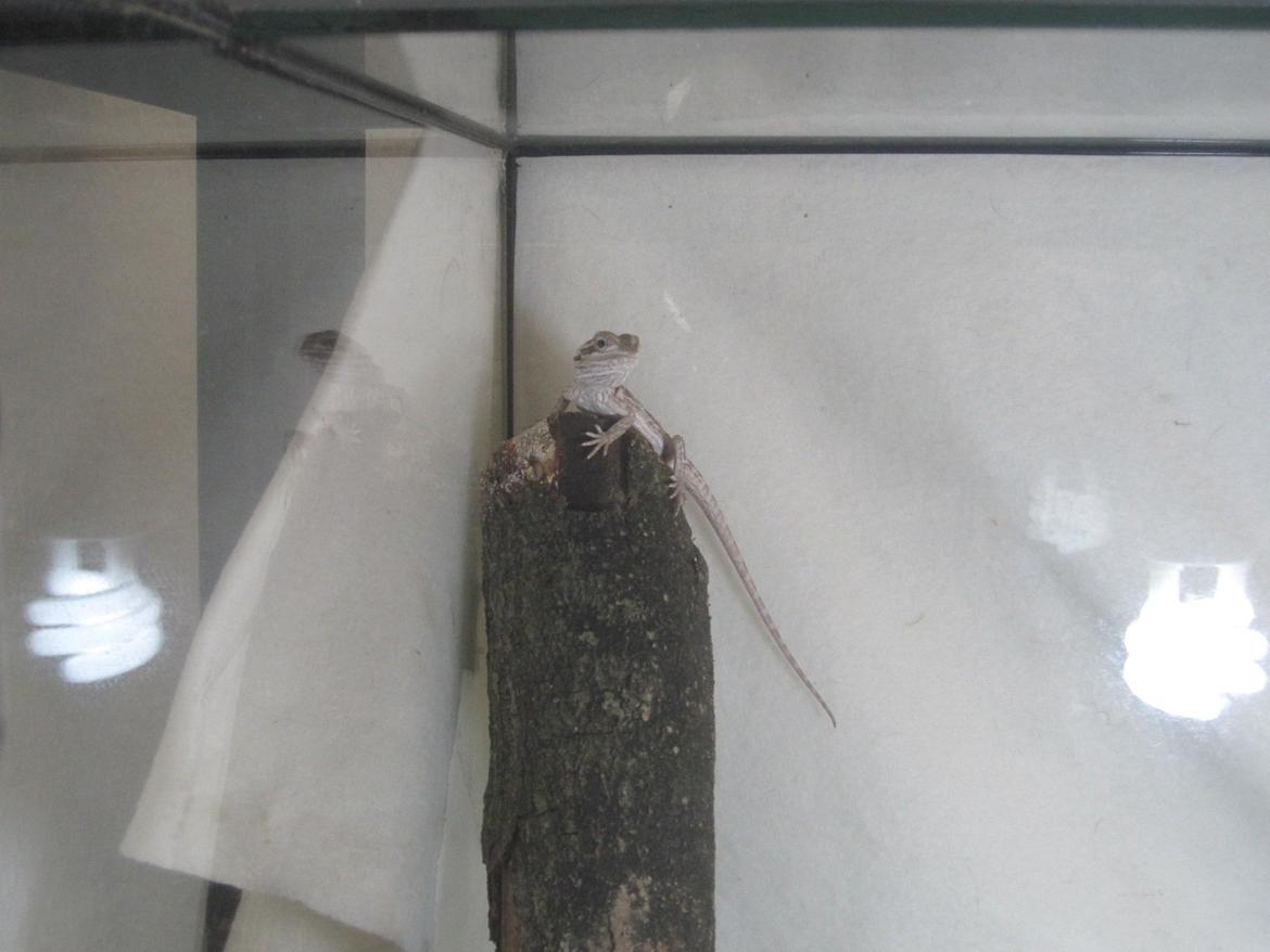 Mine skægagamer - Bønne billede 3