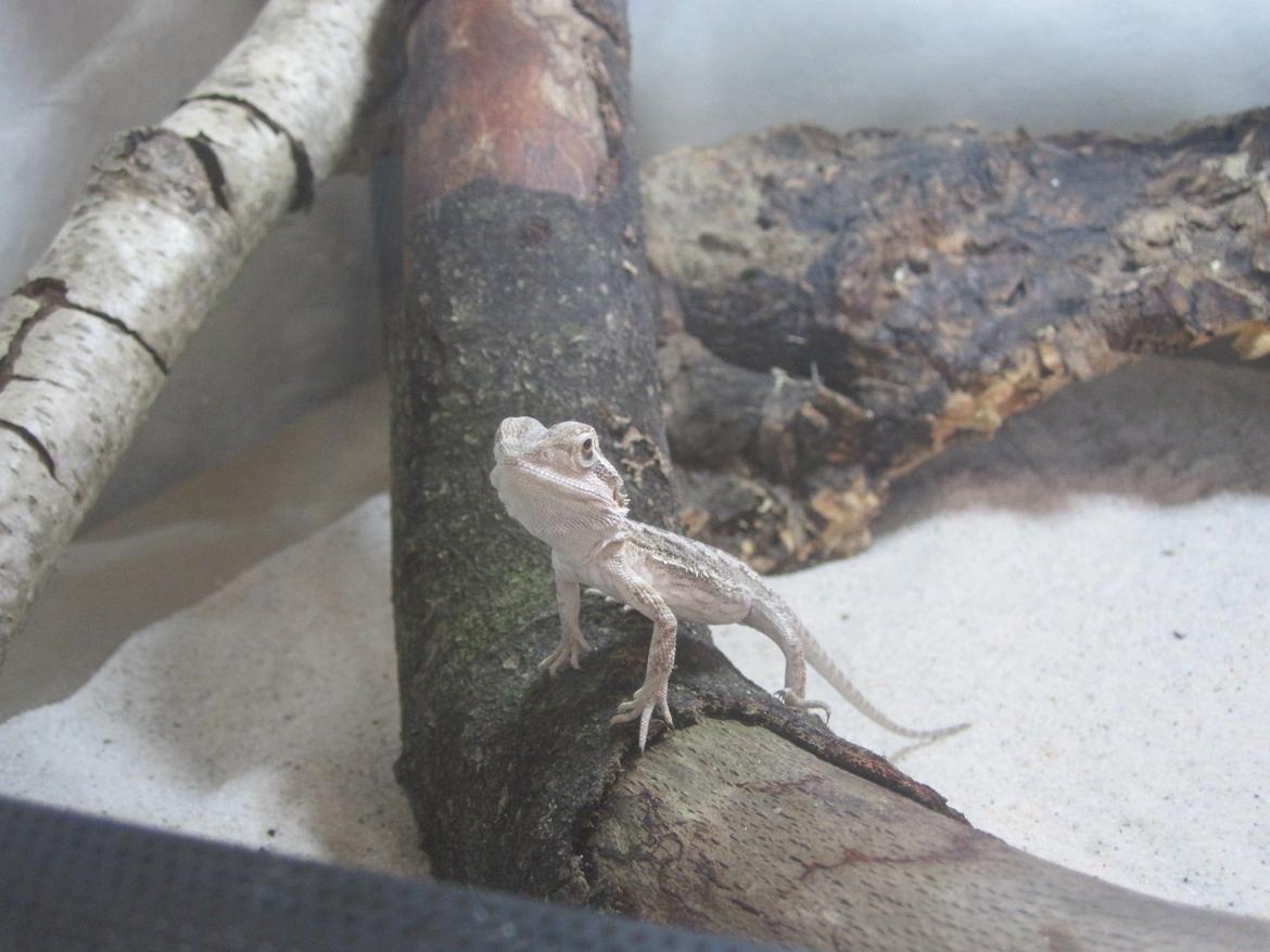 Mine skægagamer - Bæver billede 1