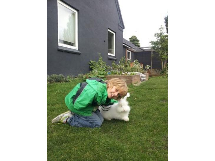 Silke Angora kanin - Frede og Silke billede 0