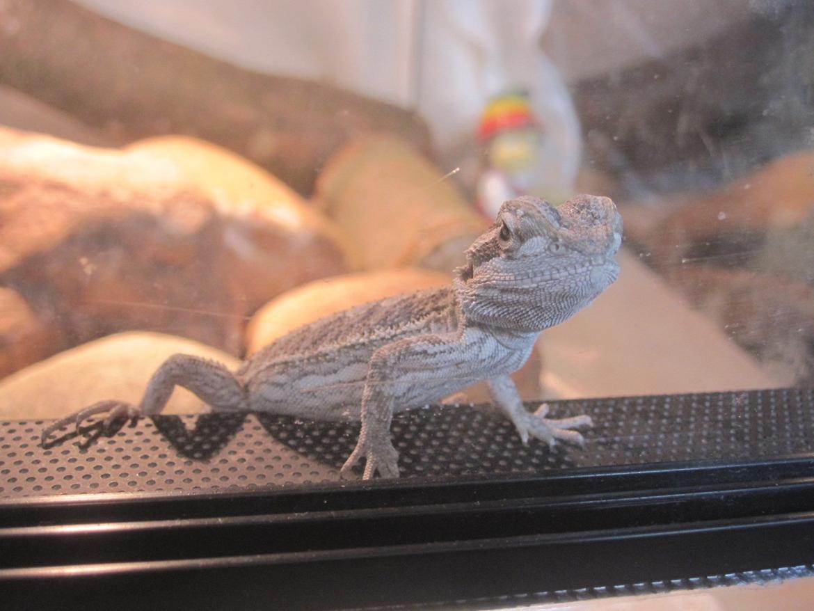 Mine skægagamer - Bæver billede 5