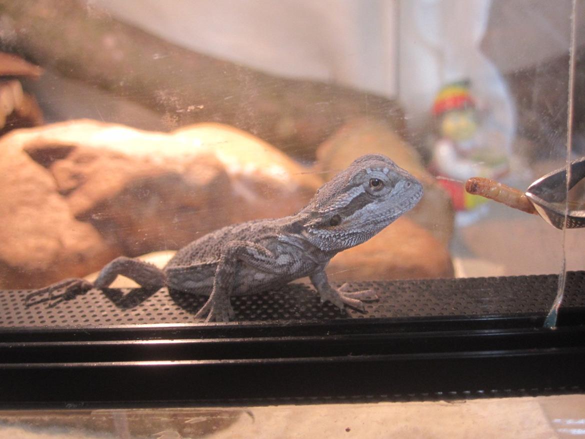 Mine skægagamer - Bæver billede 6