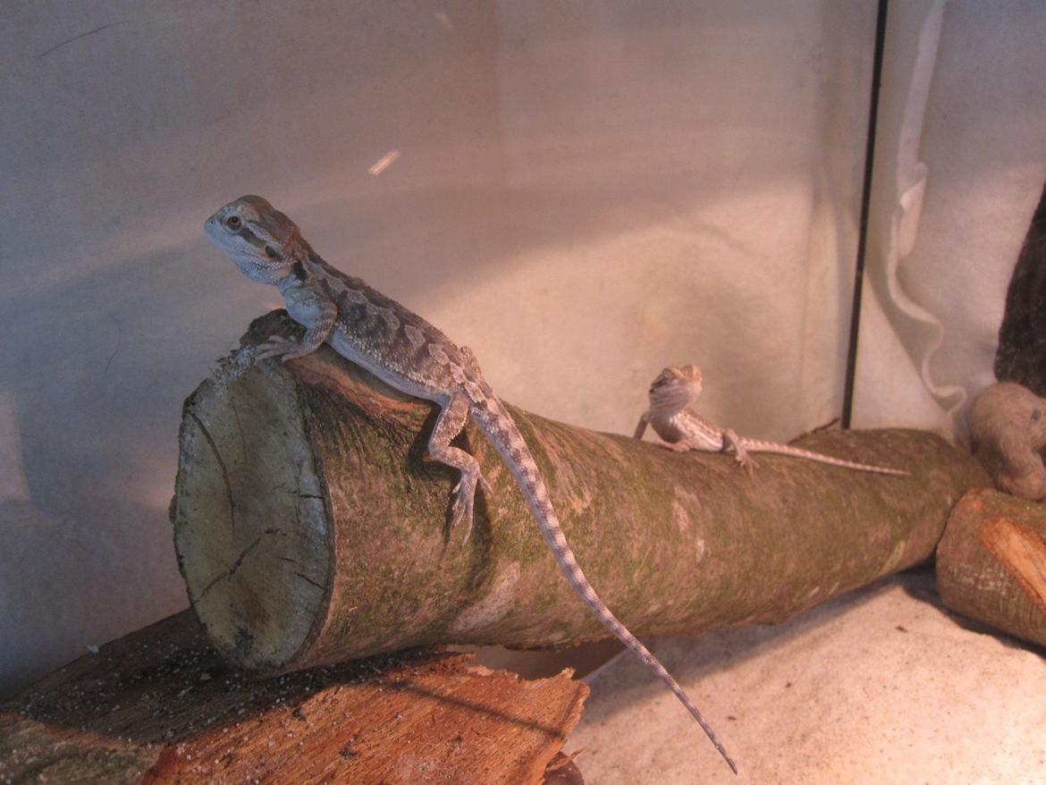 Mine skægagamer - Bæver og Bønne billede 7