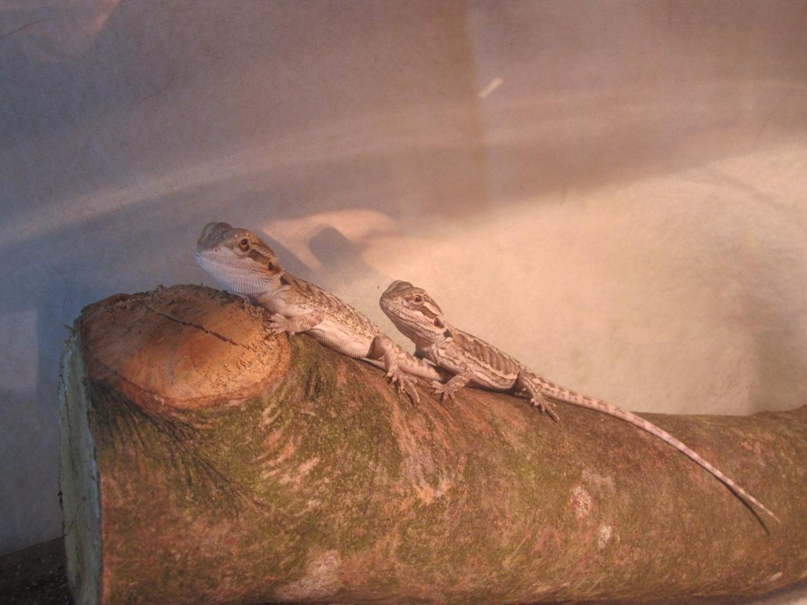 Mine skægagamer - Bæver og Bønne billede 8