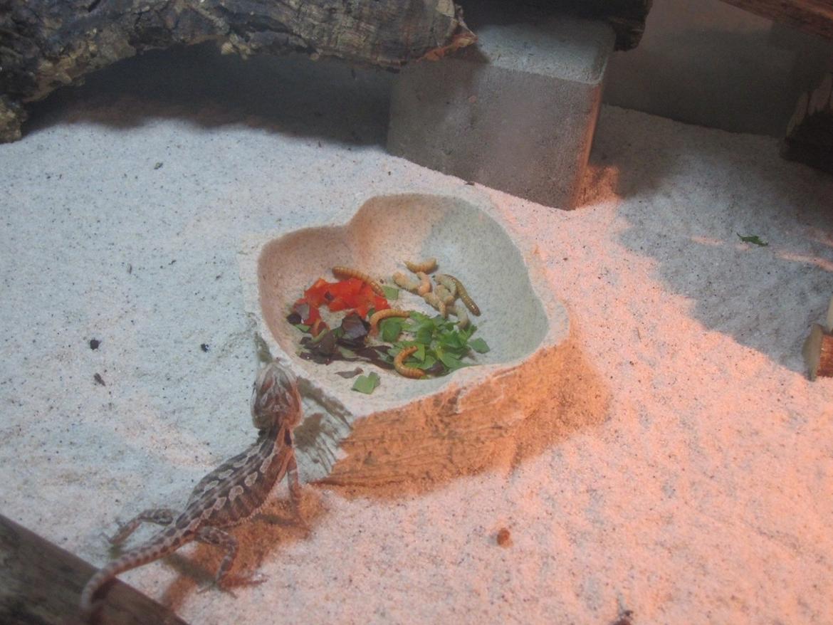 Mine skægagamer - Bæver billede 9