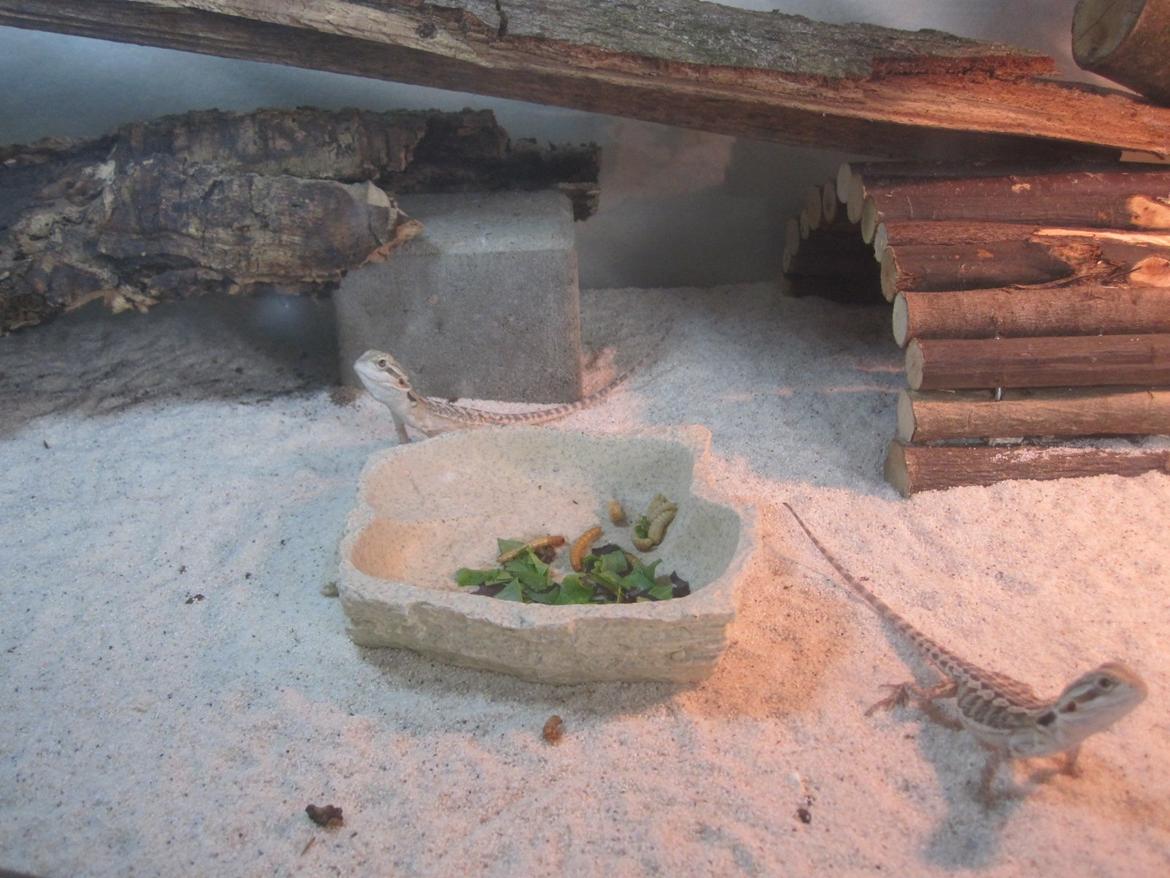 Mine skægagamer - Bønne og Bæver billede 10