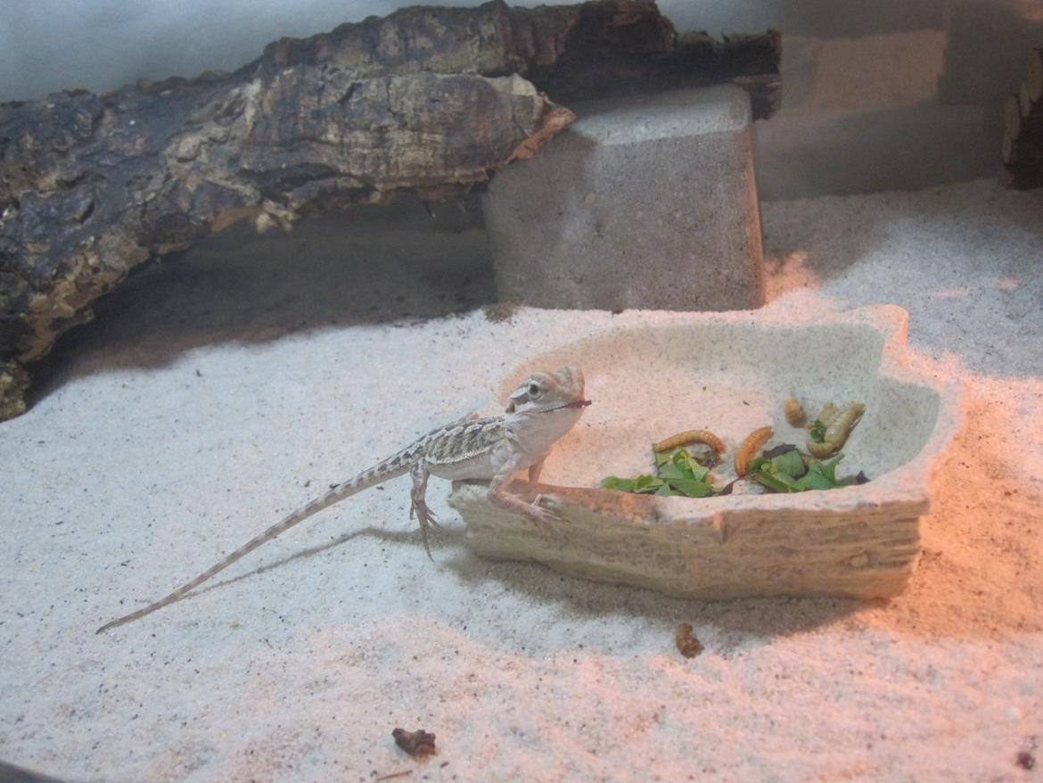 Mine skægagamer - Bønne billede 11