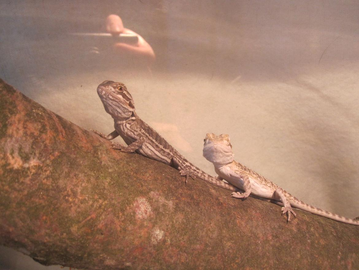 Mine skægagamer - Bæver og Bønne billede 12