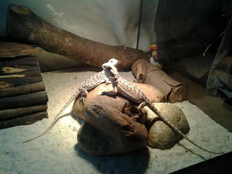 Mine skægagamer - 02/11-2013 billede 13