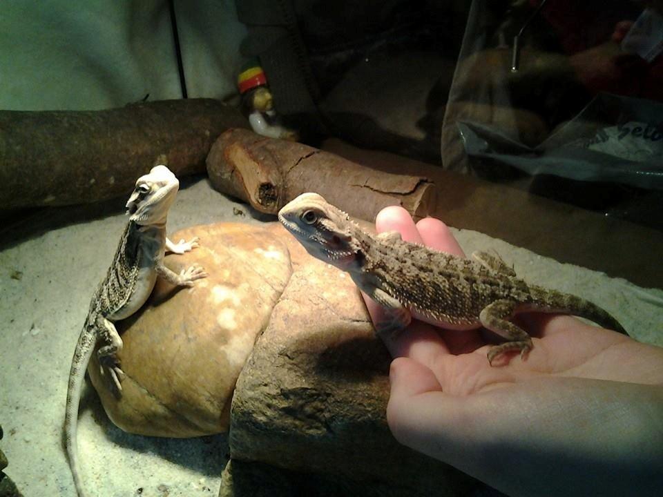 Mine skægagamer - Jeg holder Bønne billede 14