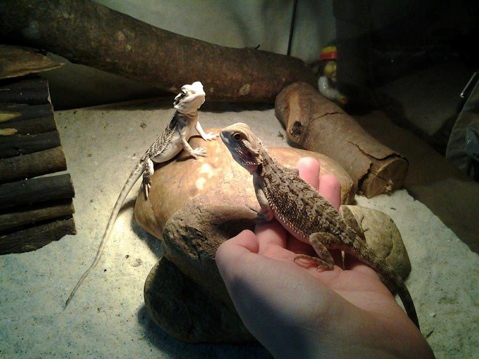 Mine skægagamer - Jeg holder Bønne billede 15