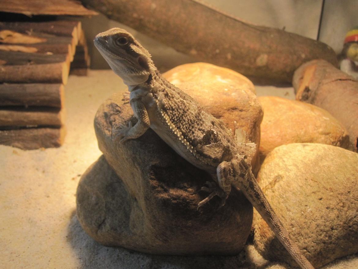 Mine skægagamer billede 16