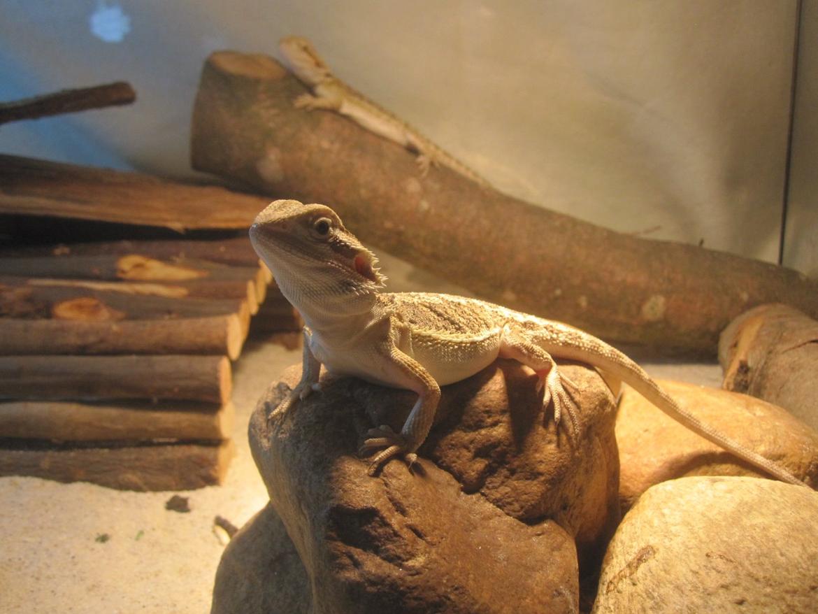 Mine skægagamer billede 17