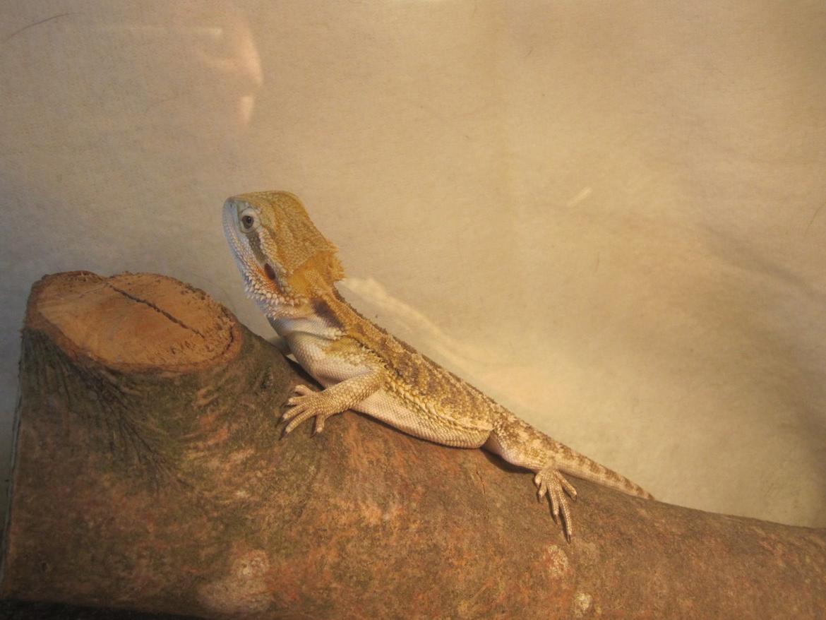 Mine skægagamer billede 18