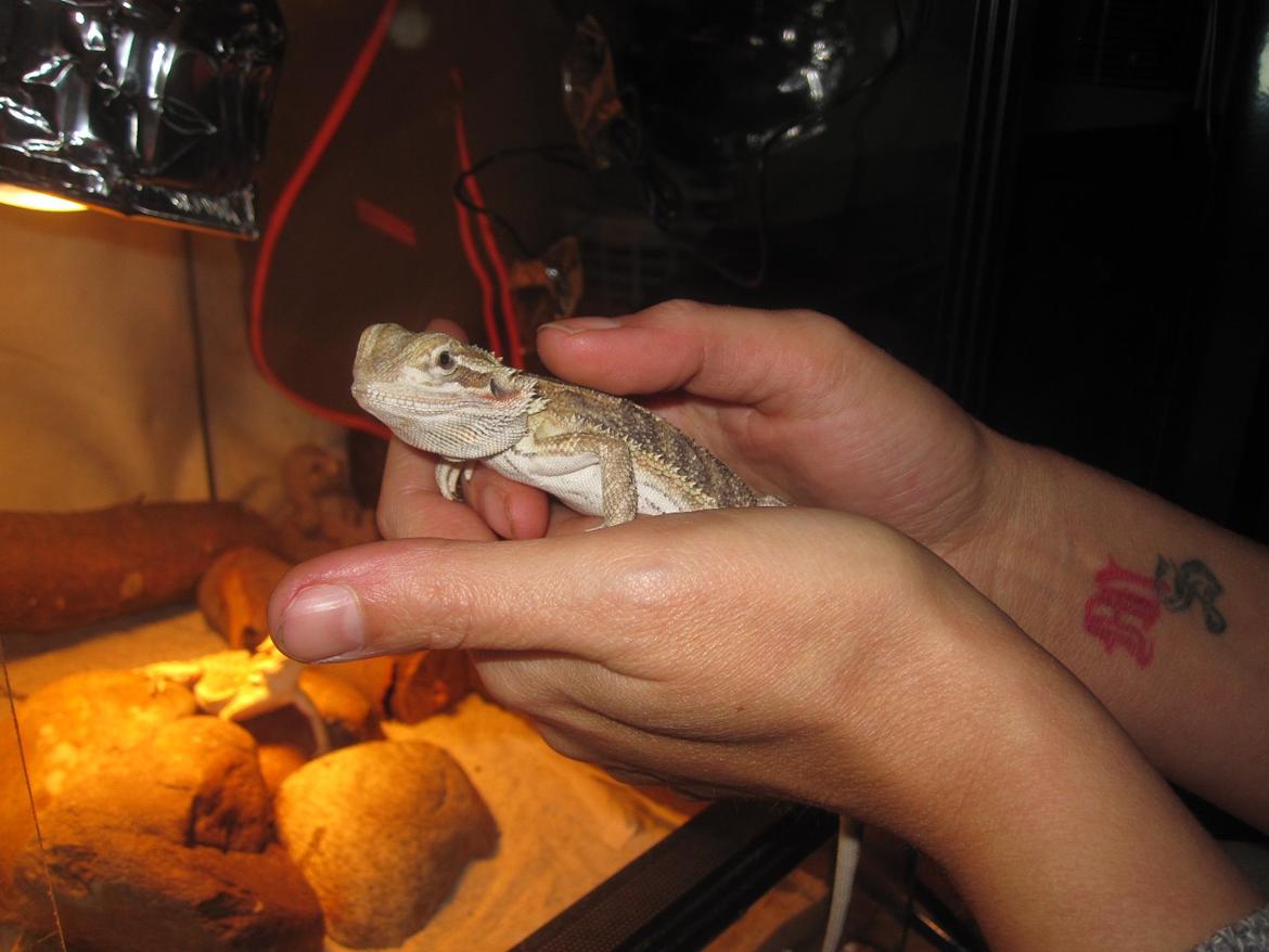 Mine skægagamer - 18/11-2013 Bæver billede 19