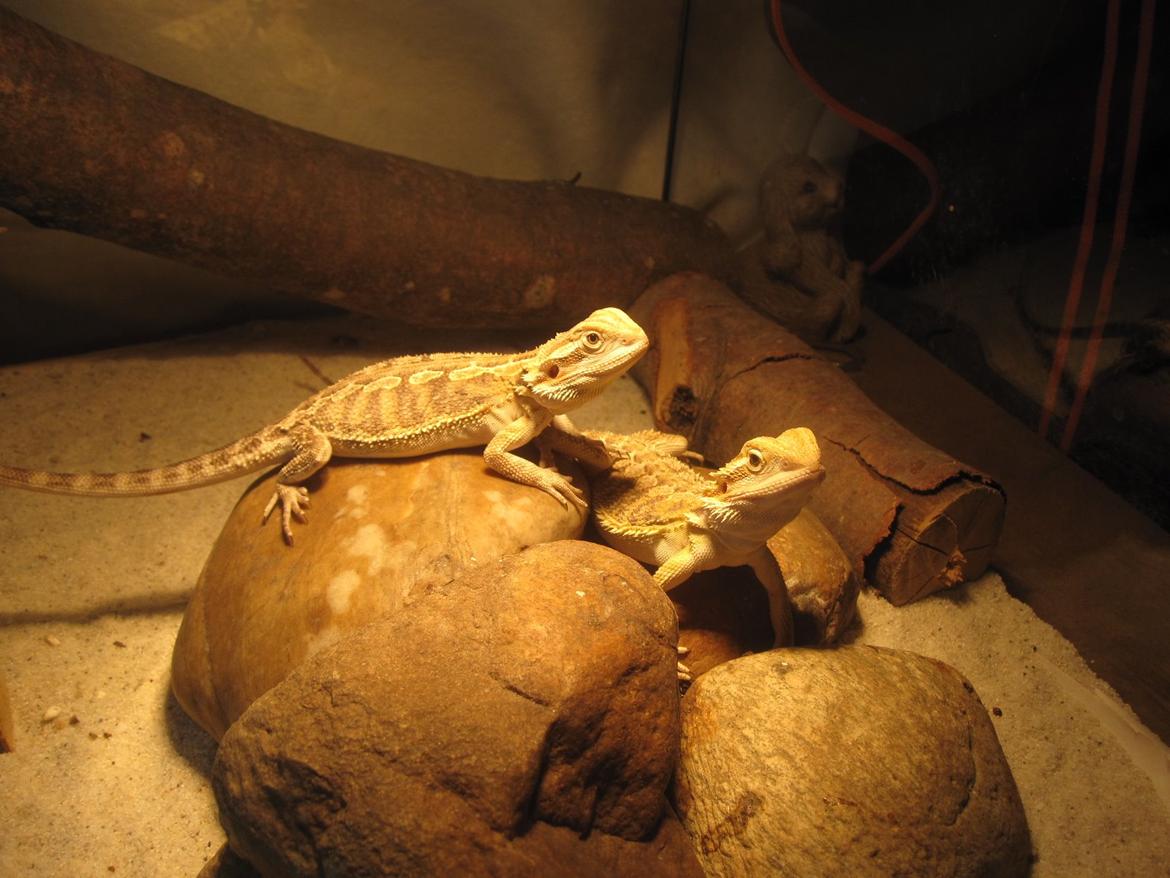 Mine skægagamer - 18/11-2013 billede 20