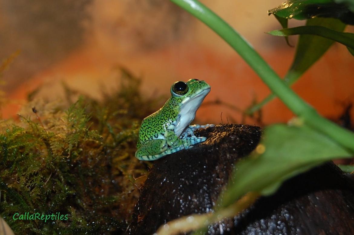 Alle mine mange skønne dyr :) - Min løvfrø Pelle :)
Obs! Mit eget copyright billede 1