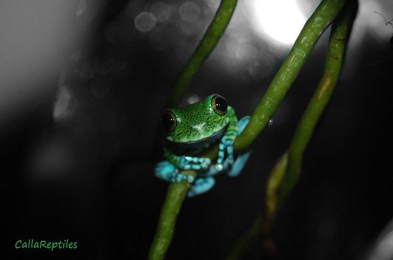 Alle mine mange skønne dyr :) - Pelle :) billede 2
