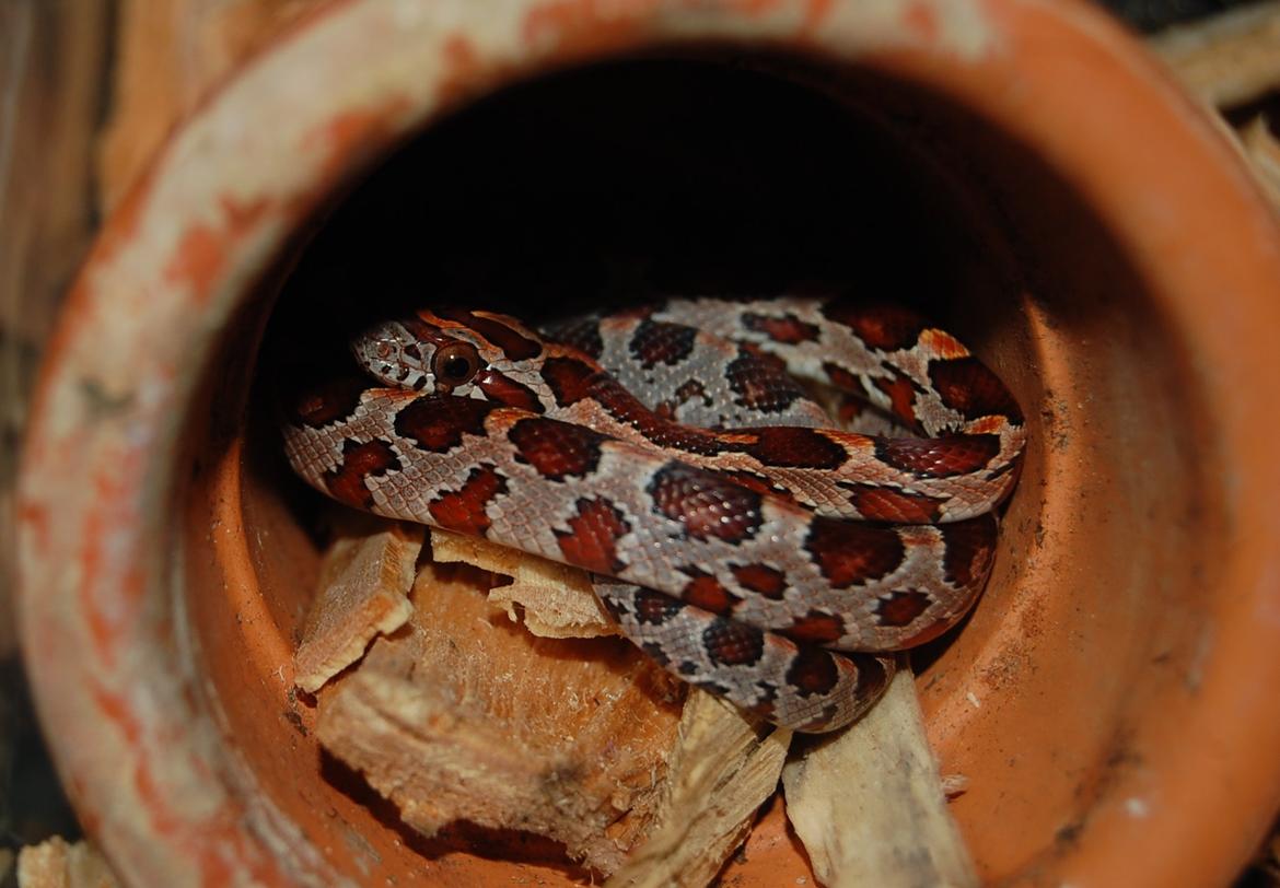 Alle mine mange skønne dyr :) - Min kornsnog Mushu  billede 3