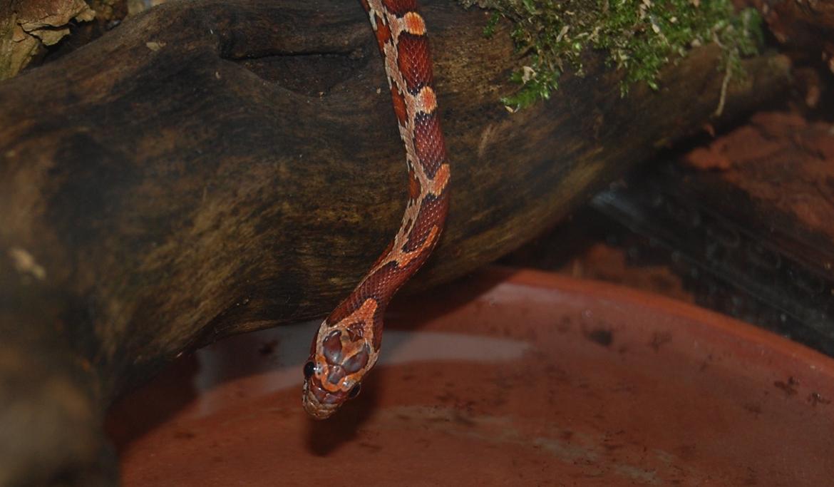 Alle mine mange skønne dyr :) - Mushu igen, med hans smukke hjerte mønster på hovedet. billede 4