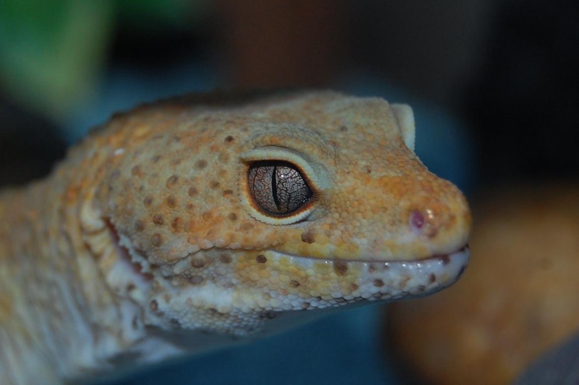 Alle mine mange skønne dyr :) - Min leopard gekko; Herkules. Bell enigma w/y billede 5