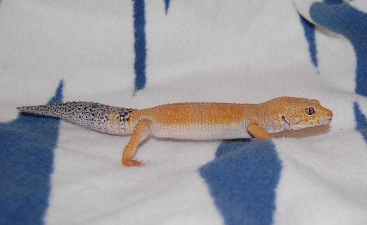 Alle mine mange skønne dyr :) - Herkules billede 6