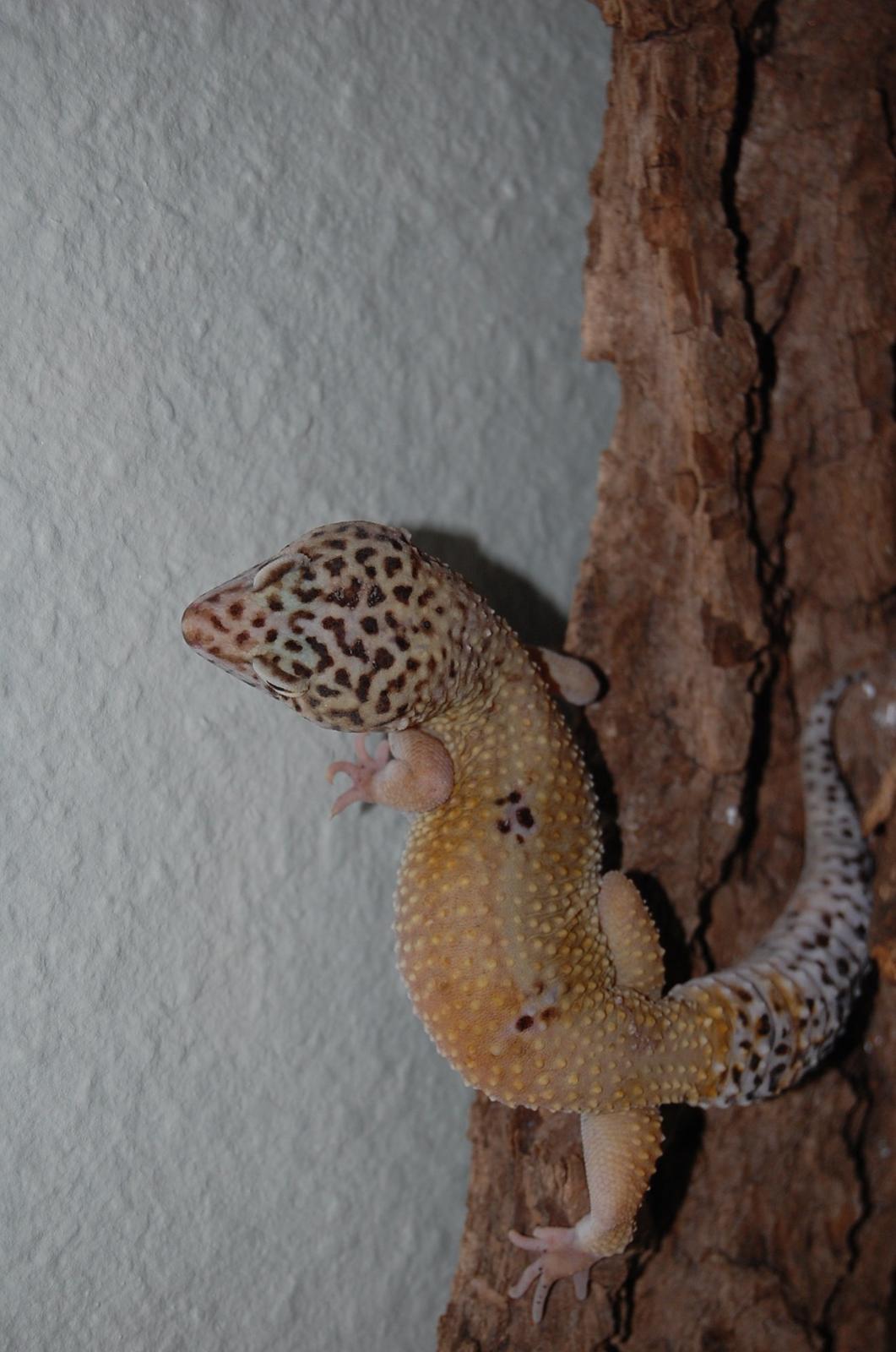 Alle mine mange skønne dyr :) - Min leopard gekko; Vims. Hypo Tangerine  billede 7
