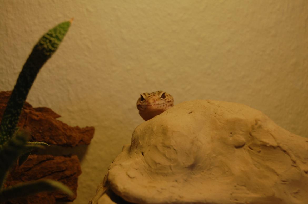 Alle mine mange skønne dyr :) - Vims billede 8