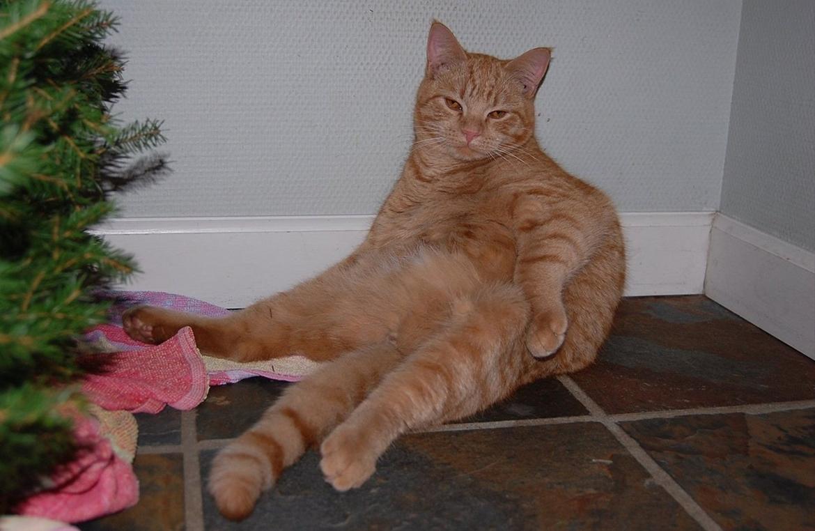 Alle mine mange skønne dyr :) - Leo, som man kender ham bedst :) billede 10