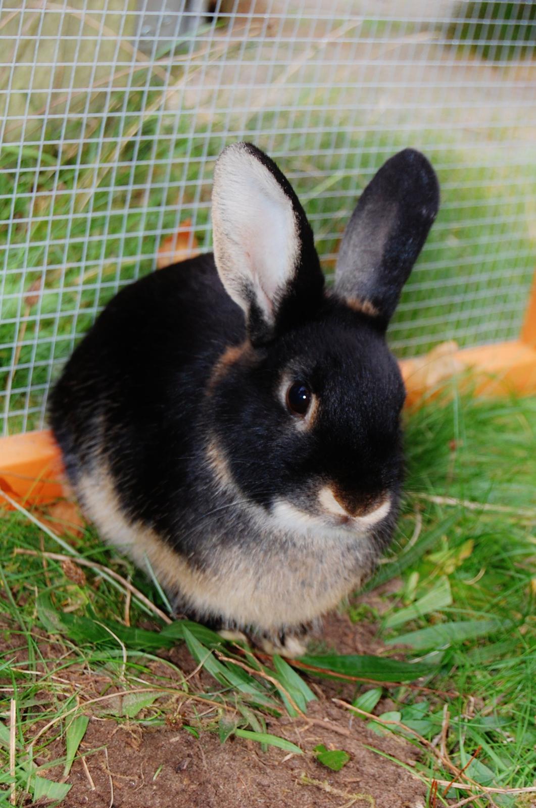 Alle mine mange skønne dyr :) - Min kanin Cola billede 11