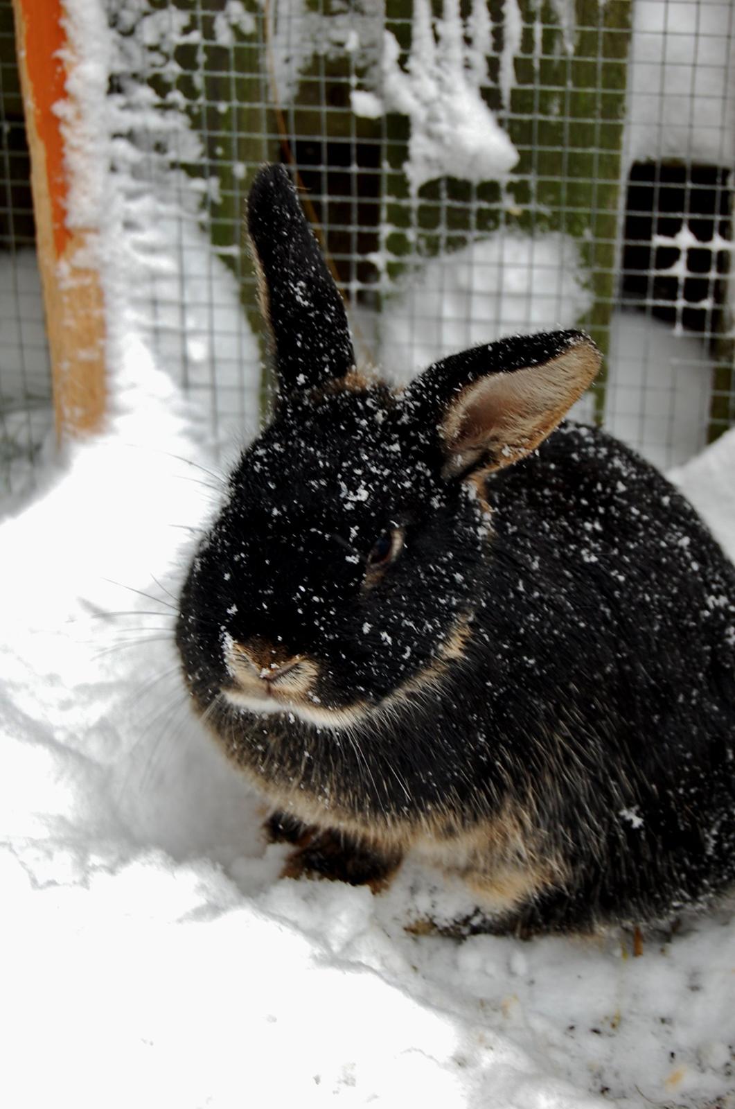 Alle mine mange skønne dyr :) - Cola  billede 12