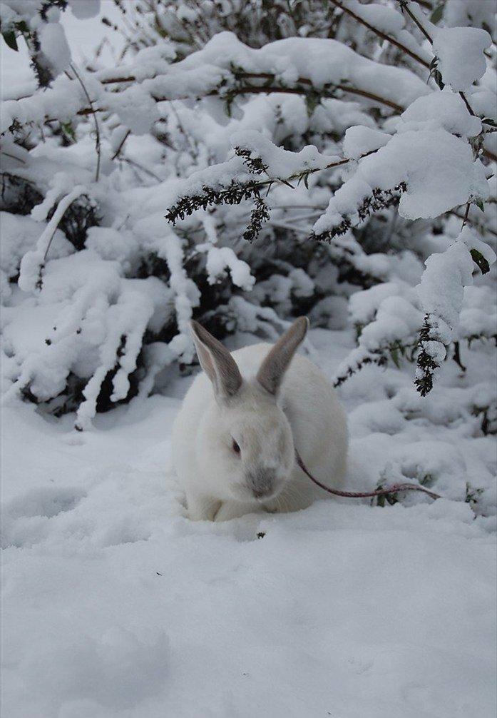 Alle mine mange skønne dyr :) - Min kanin Kasper billede 13