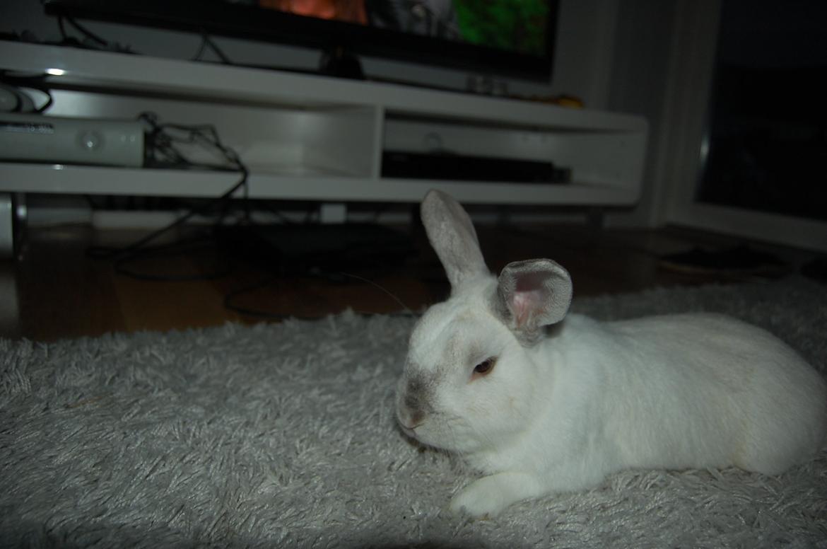 Alle mine mange skønne dyr :) - Kasper igen :) billede 14