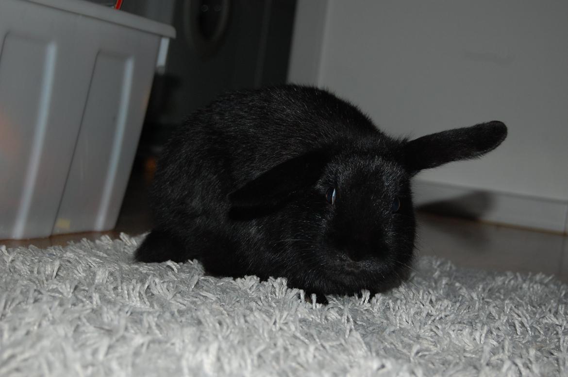 Alle mine mange skønne dyr :) - Min kanin Ninja billede 15