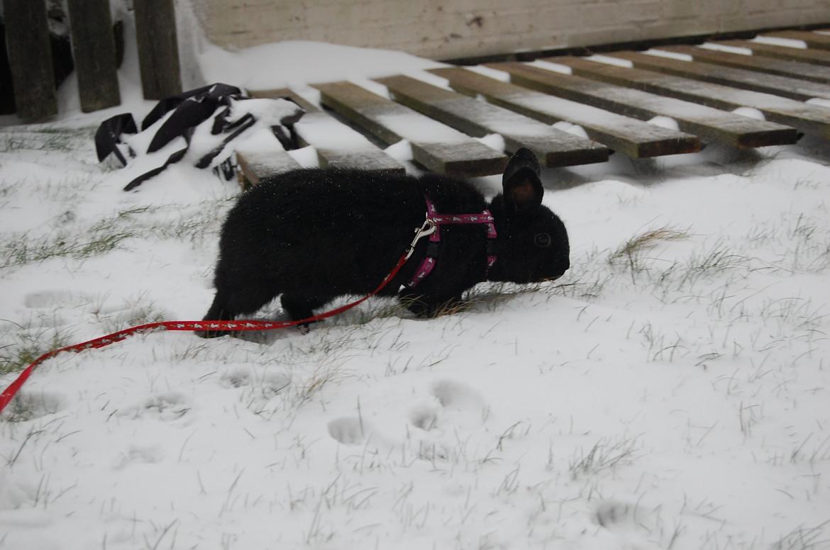 Alle mine mange skønne dyr :) - Ninja billede 16