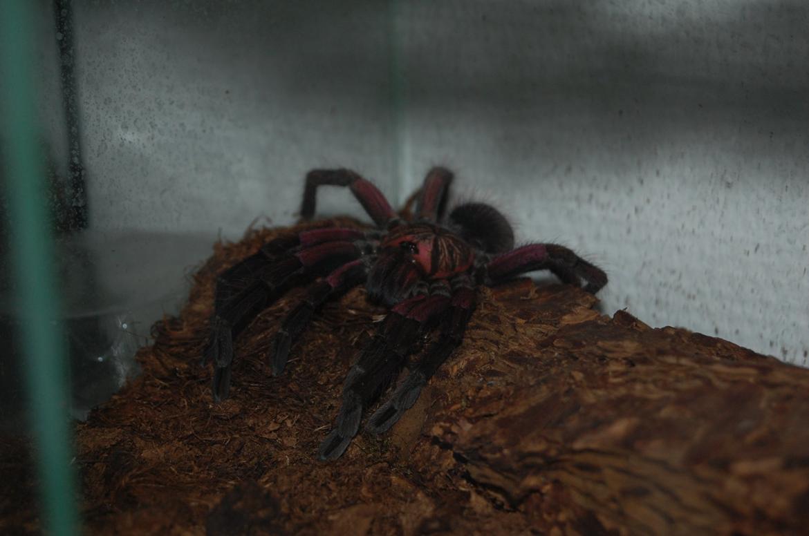 Alle mine mange skønne dyr :) - Chandler med hans tydeligere farver efter hamskifte billede 18