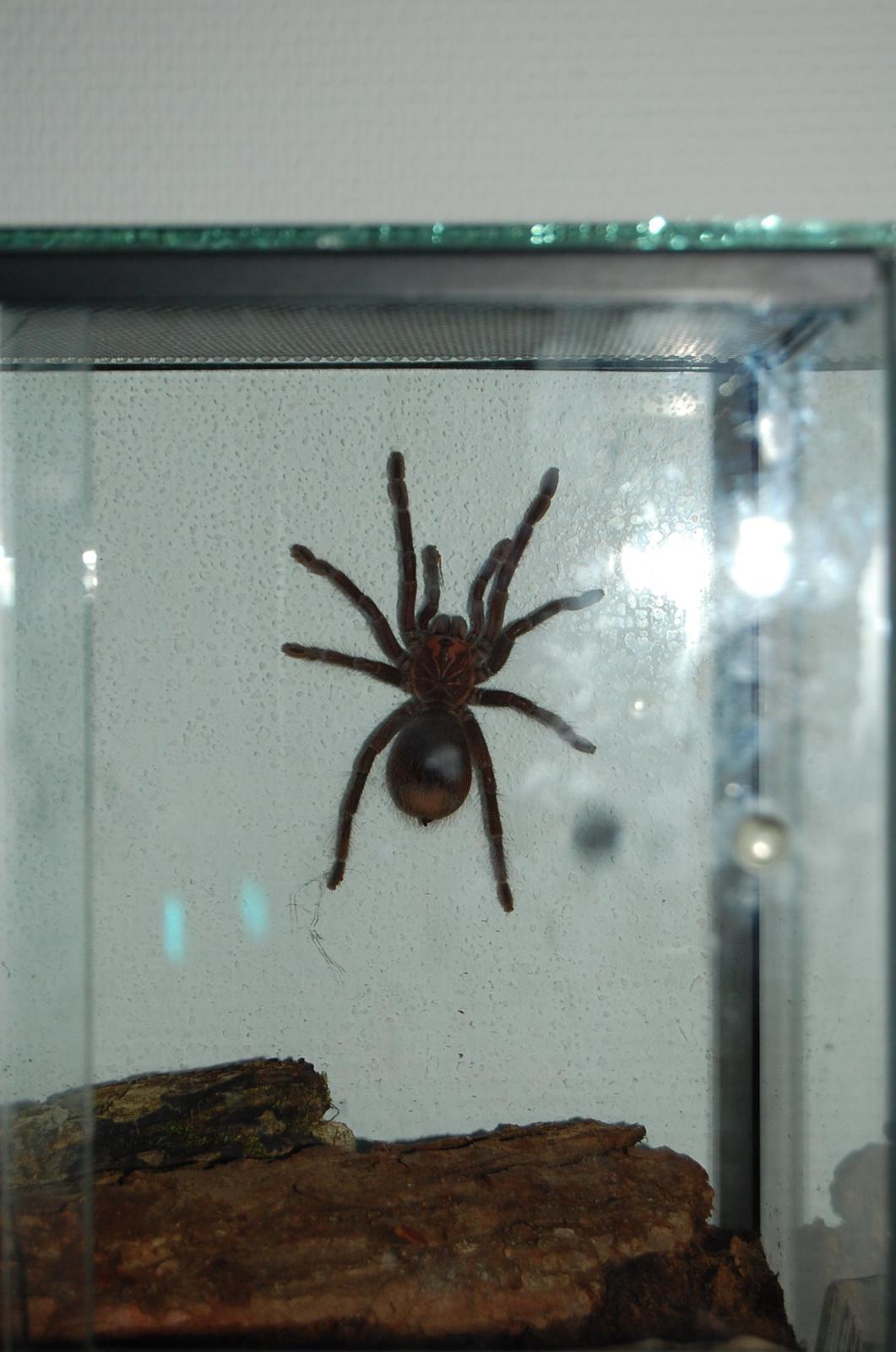 Alle mine mange skønne dyr :) - Vores fugleedderkop Cindy billede 19