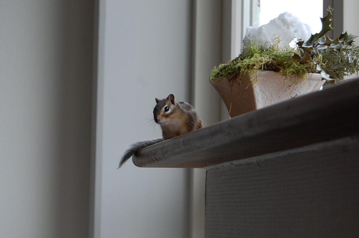 Alle mine mange skønne dyr :) - Vores Jordegern; Scrubs billede 21