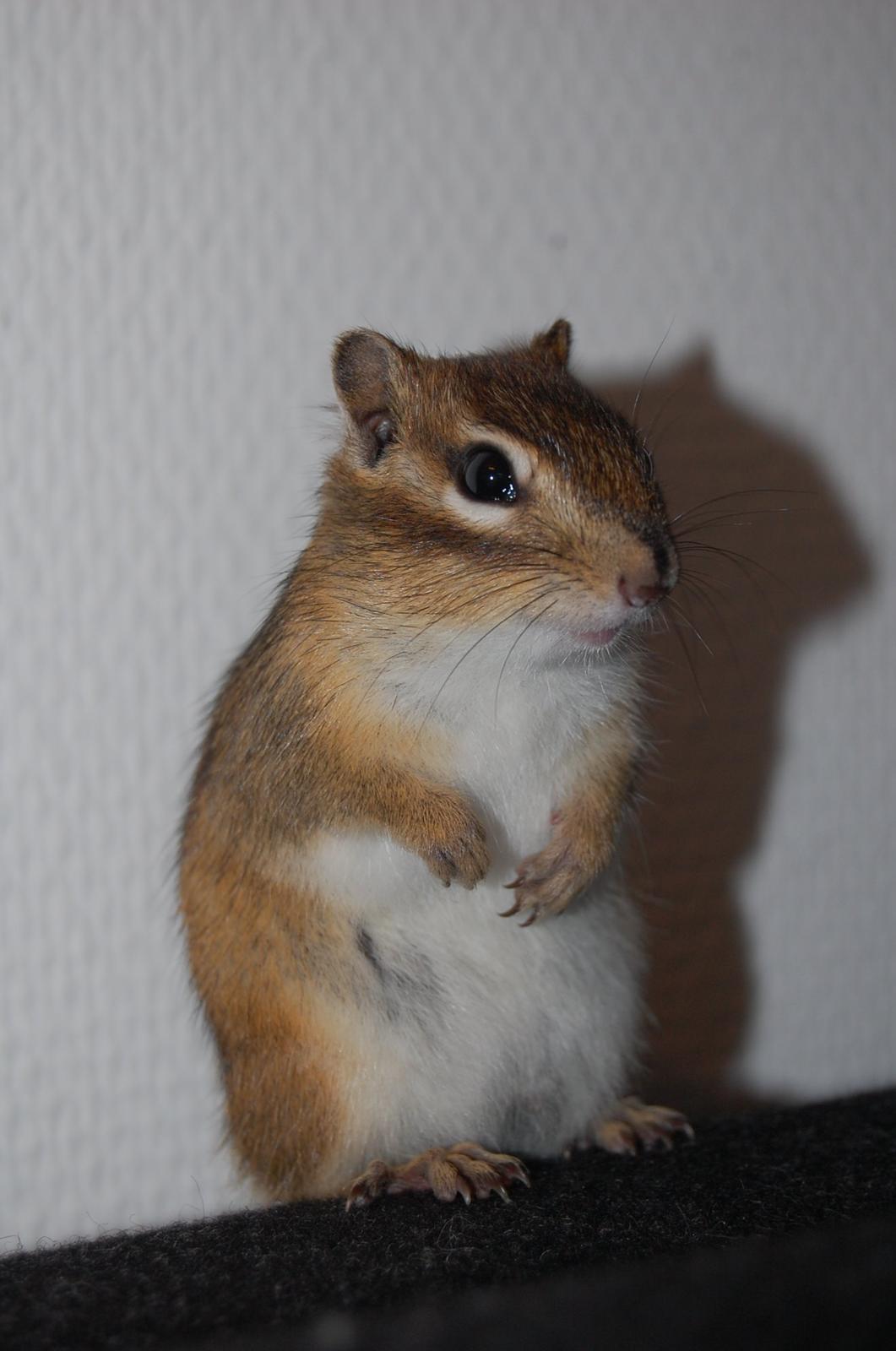 Alle mine mange skønne dyr :) - Scrubs billede 22