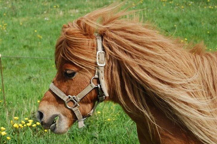 Alle mine mange skønne dyr :) - Min shetlandspony Zafir billede 23