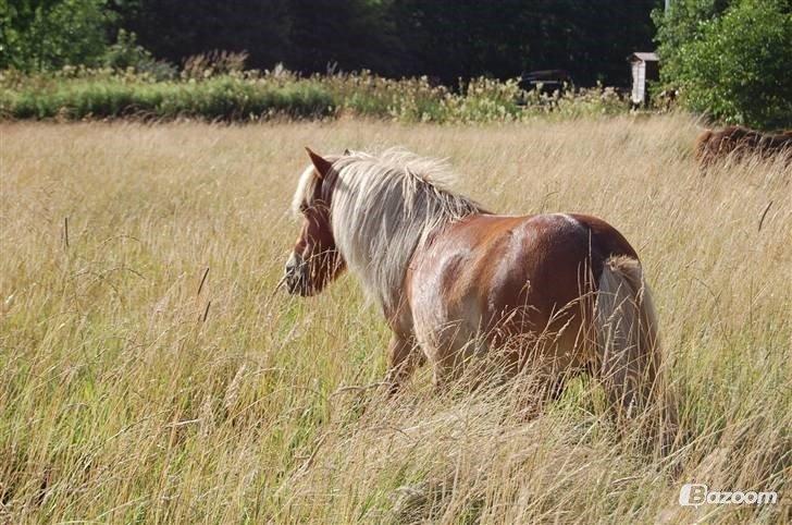 Alle mine mange skønne dyr :) - Min shetlandspony Sofus billede 25