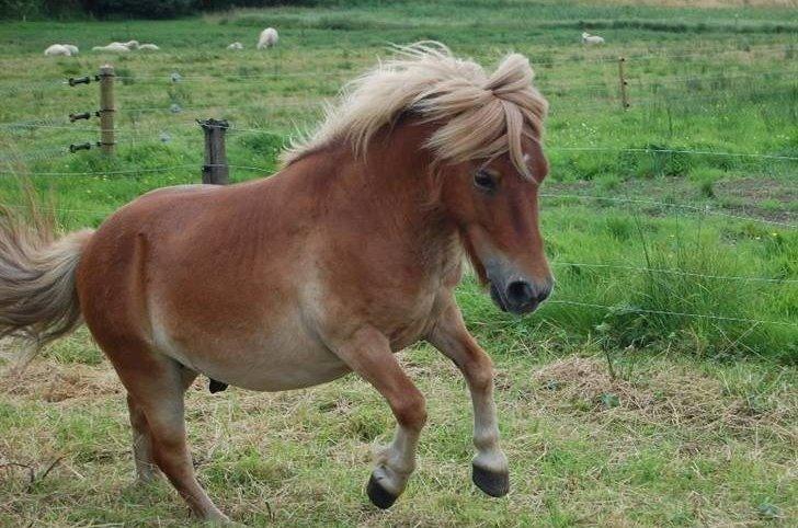 Alle mine mange skønne dyr :) - Sofus billede 26