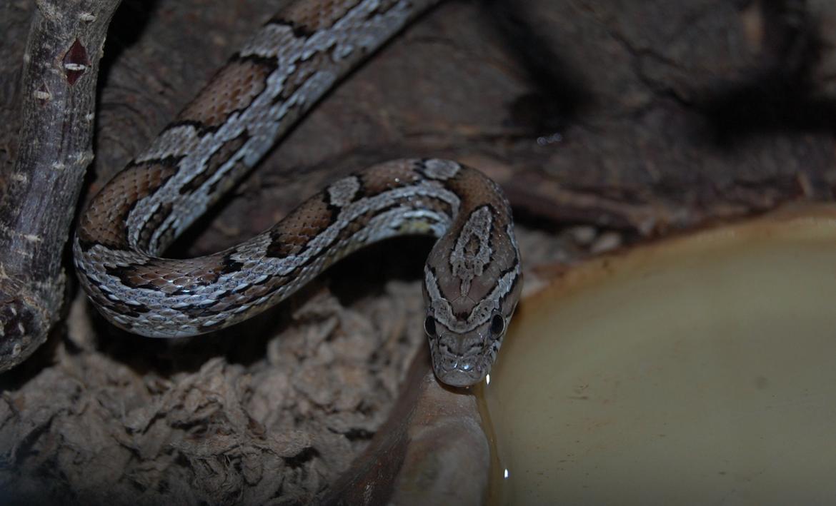Alle mine mange skønne dyr :) - Alfred min nye kornsnog billede 27
