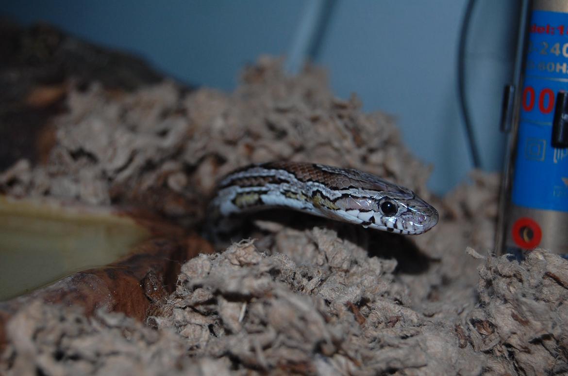 Alle mine mange skønne dyr :) - Alfred :) billede 28